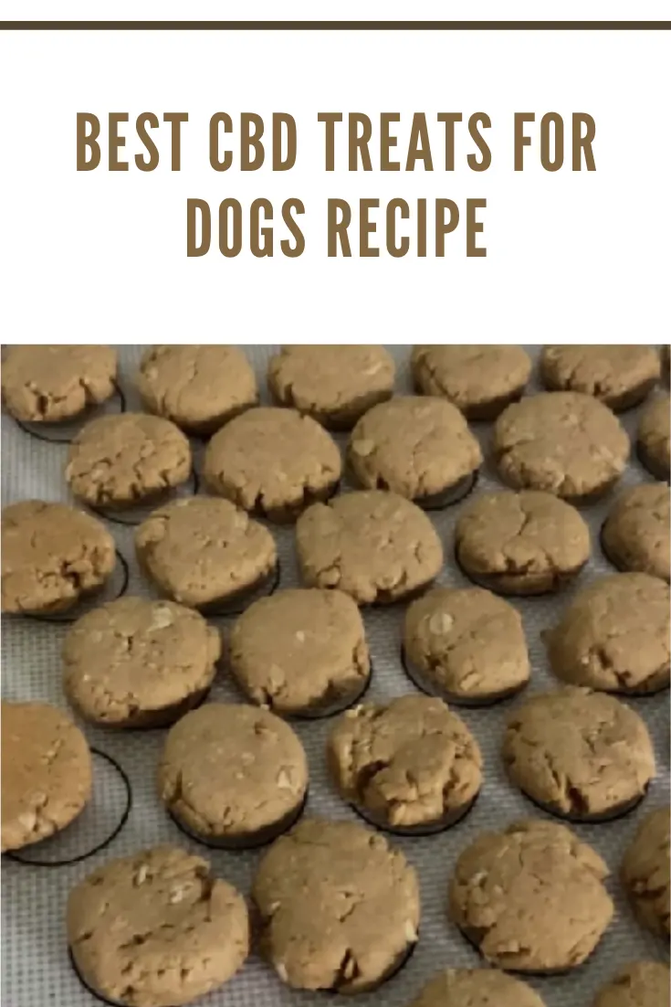 Learn how to make your own CBD dog treats. Your pet and you will love all the benefits of this CBD Oil Dog Treats recipe. 
