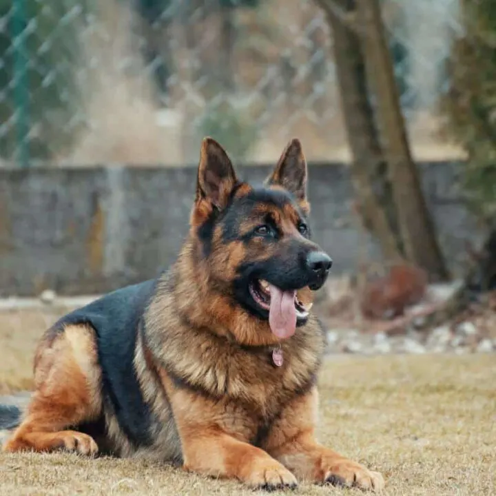 german shepard sitting in yard recovering from a sinus infection in dogs