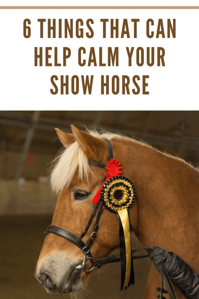 show Horse after winning horse show competition
