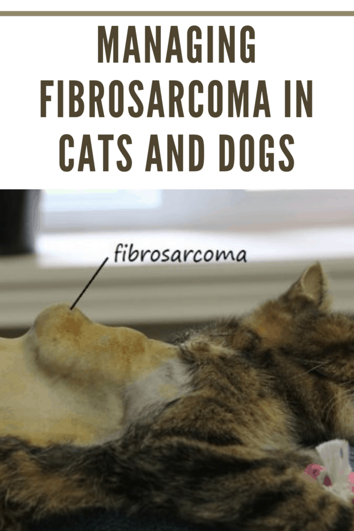 fibrosarcoma in cat