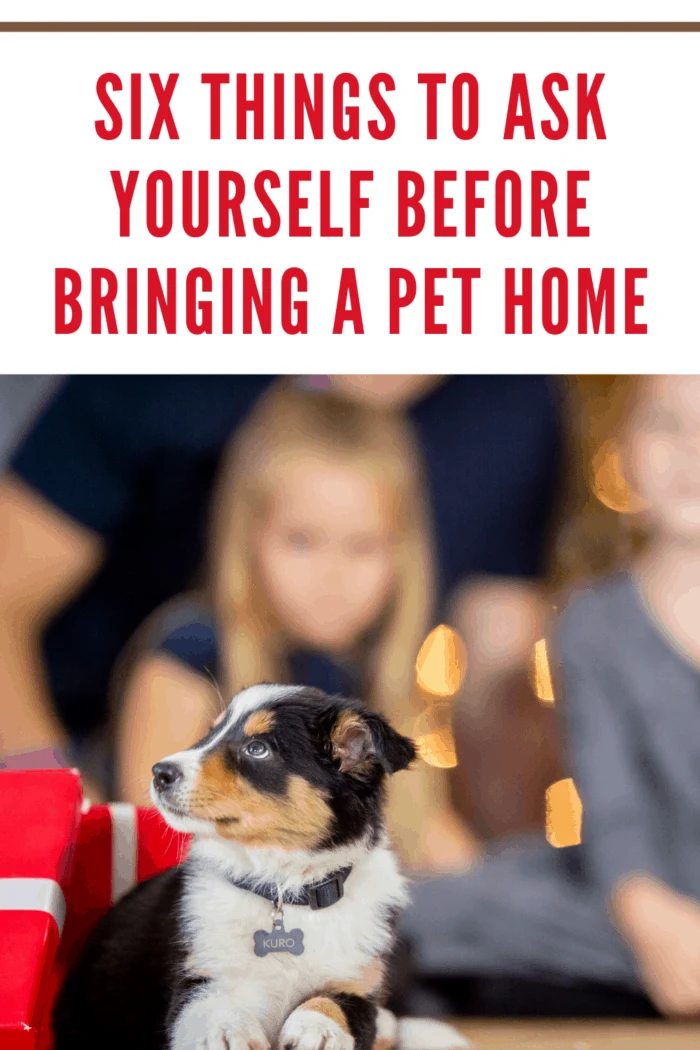 A caucasian family is indoors in their living room on a Christmas evening. The camera focuses on a little puppy.