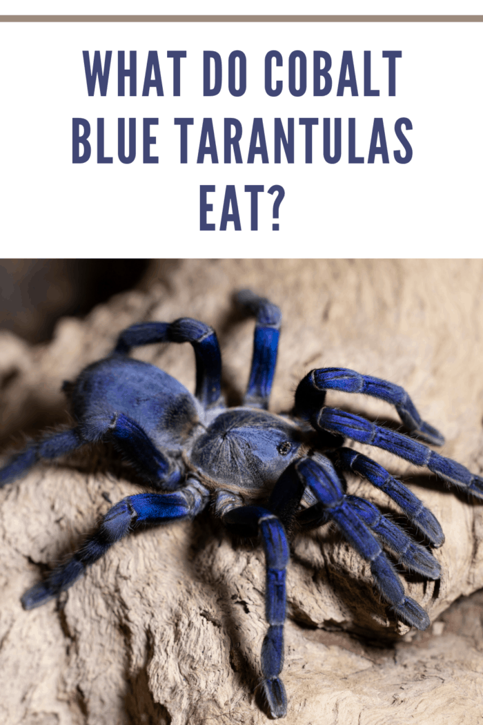 Cyriopagopus livvidum, Cobalt Blue Tarantula