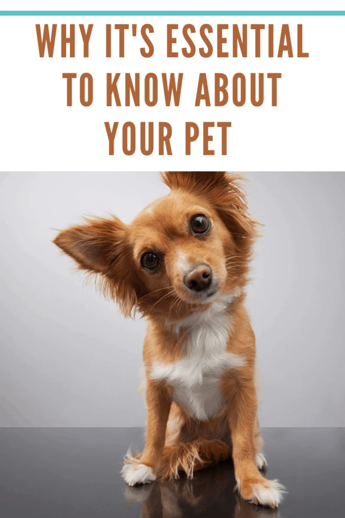 Curius Cute Little Dog depicting why it's essential to know about your pet