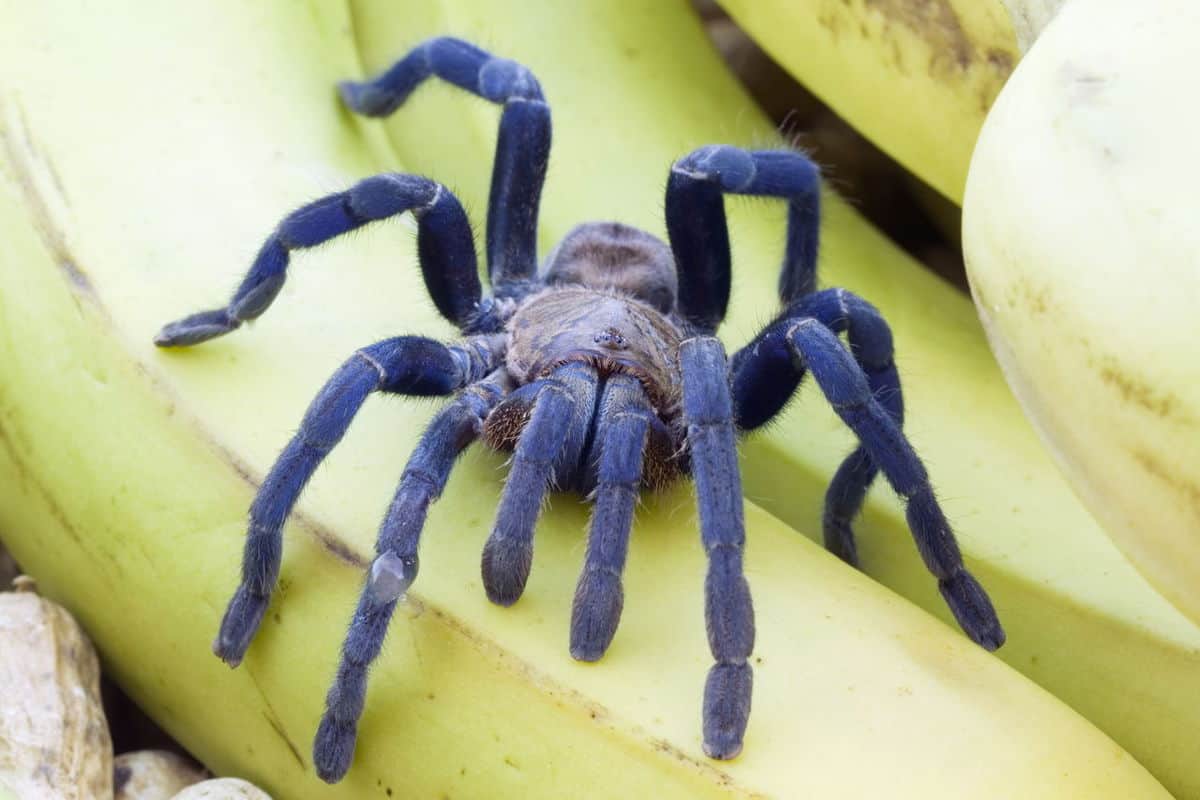 Cobalt Blue Tarantula on Bananas