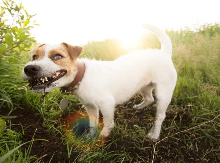 Crazy Jack Russell Terrier dog eating dirt. Jack rauusel terrier funny hunting