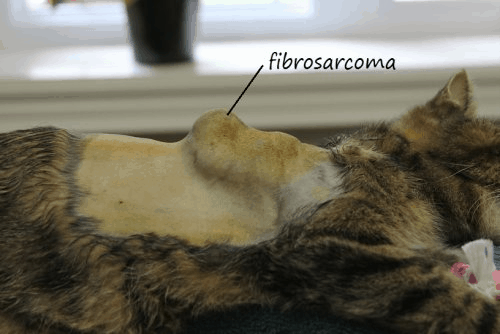 fibrosarcoma in cats leg
