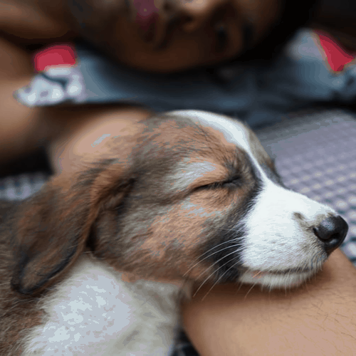brown and white puppy sleeping on human arm