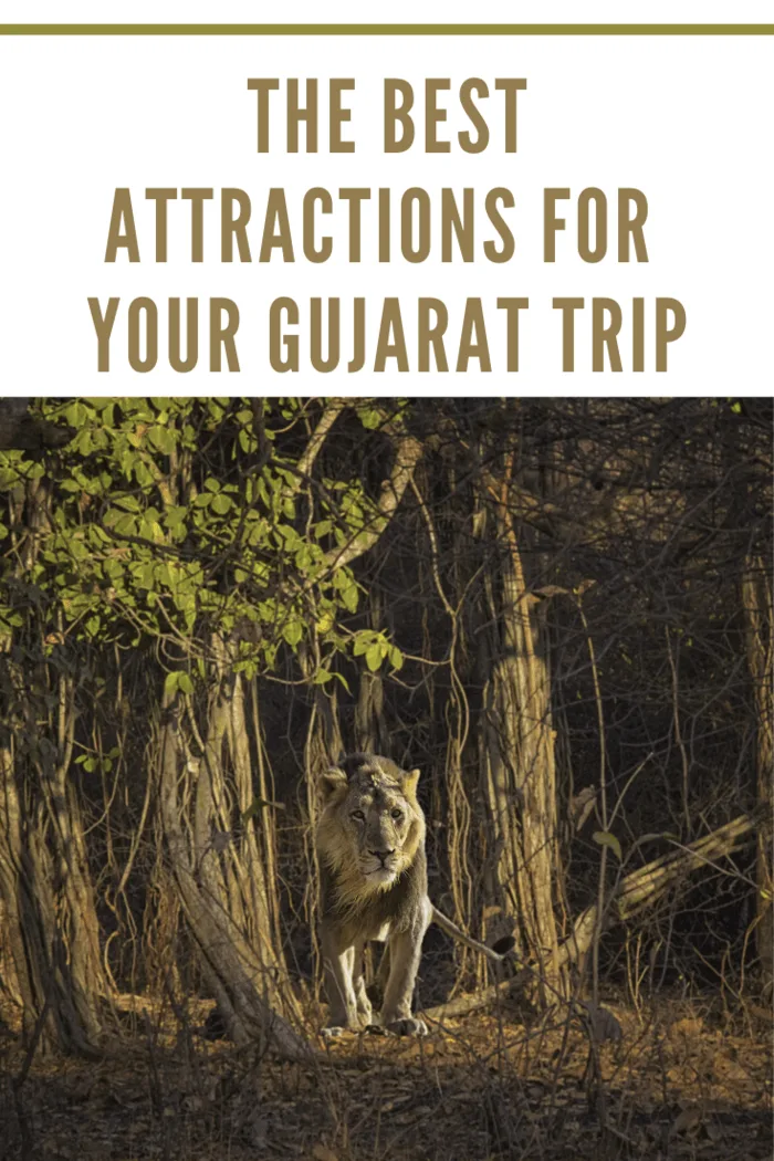 Image of an Asiatic Lion in Gir Forest at Sasan Gir, Gujarat, India