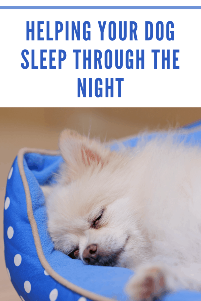 Pomeranian dog sleep on bed