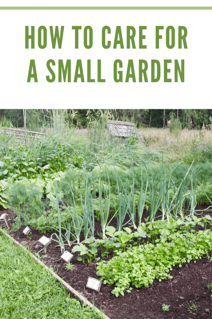 Small vegetable garden with growing plants