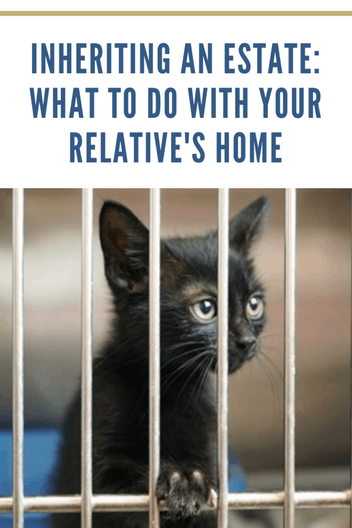 black kitten in housing space of inherited home