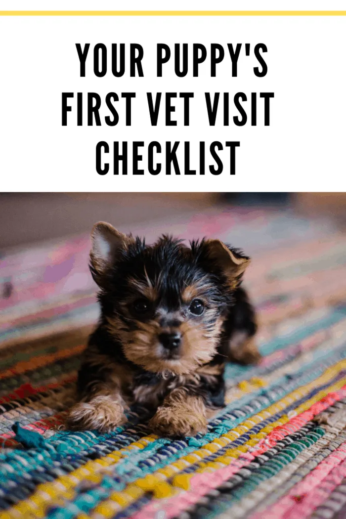 teacup yorkie puppy ready for first vet visit