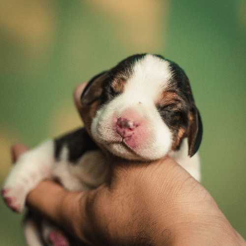 small white and brown puppy in hand