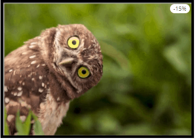 burrowing owl poster