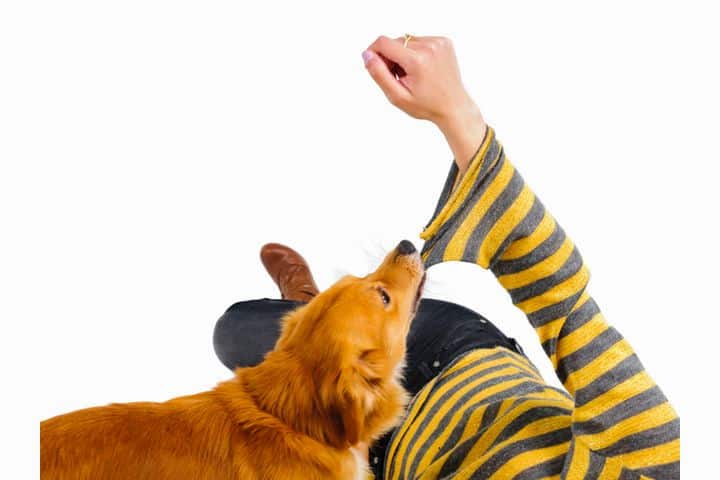 Dog biting womans sleeve