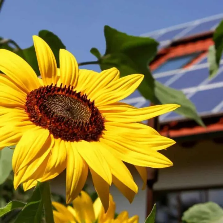 close up of sunflower with solar panels in background depicting living green