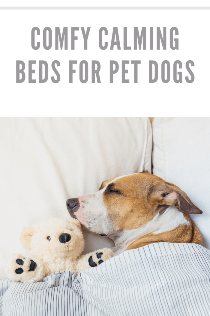 Cute dog sleeping in bed with a fluffy toy bear. Staffordshire terrier puppy resting in clean white bedroom at home