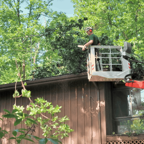 A forester in a high lift device, Patrick, uses a chain saw, to remove fallen trees from the roof of my house, A branch has been thrown to the ground and sawdust fill the air,