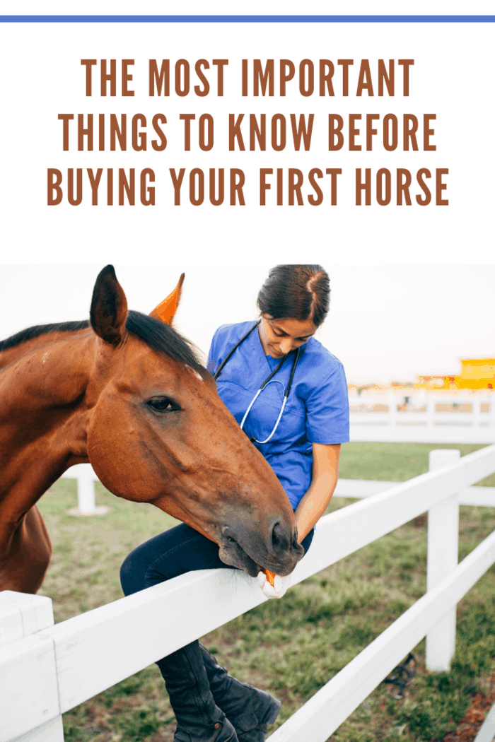 Vet enjoying with a horse outdoors at ranch.