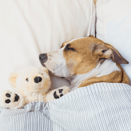 Cute dog sleeping in bed with a fluffy toy bear. Staffordshire terrier puppy resting in clean white bedroom at home