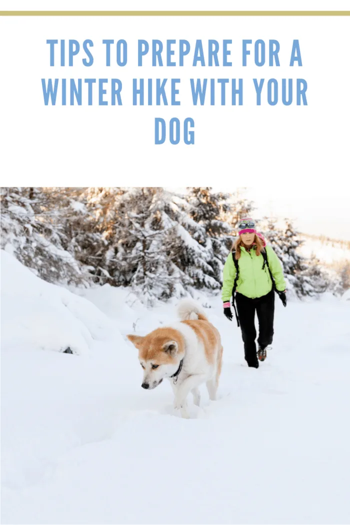 Woman hiking in winter mountains with akita dog, Poland