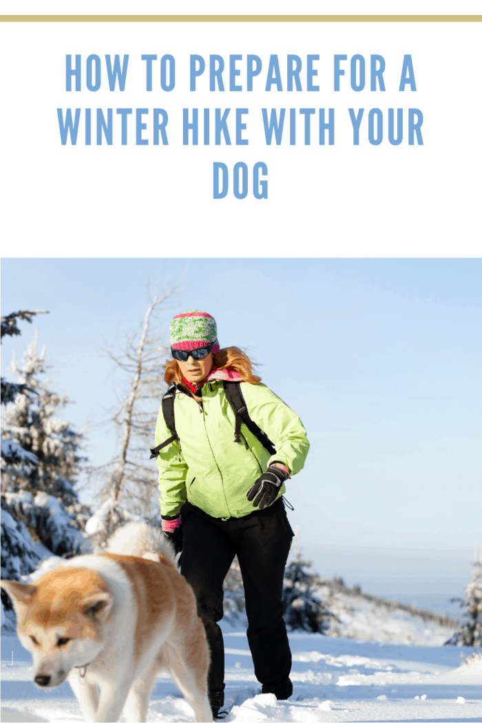 Woman hiking in winter mountains with akita dog, Poland