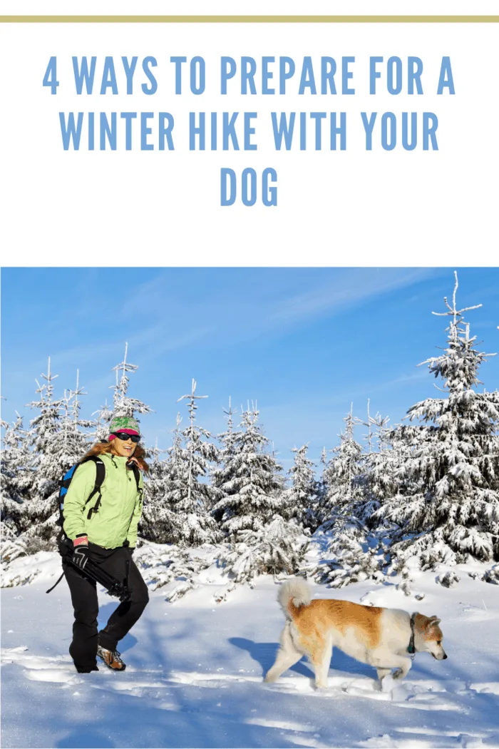 Woman hiking in winter mountains with akita dog, Poland