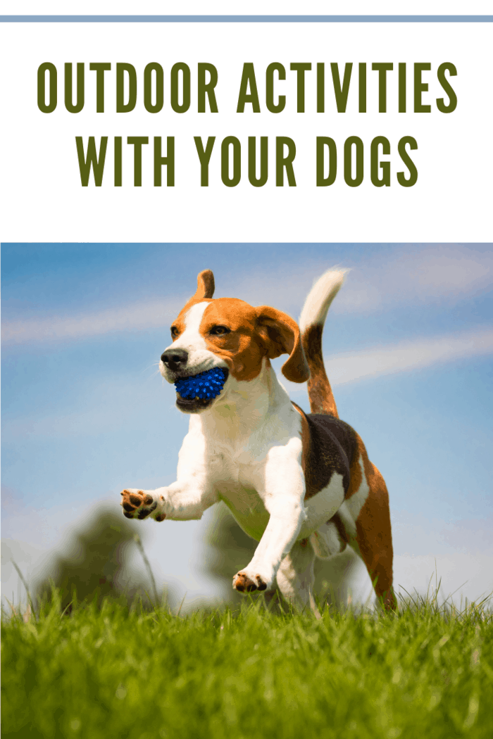 Beagle dog fun on green grass outdoors run and jump with ball towards camera. Dog background.