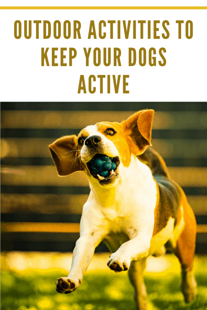 Beautifull three color Beagle dog fun in garden outdoors run and jump with ball towards camera