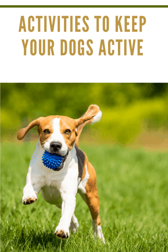 Beagle dog runs through green meadow with a ball. Copy space domestic dog concept. Dog fetching blue ball.