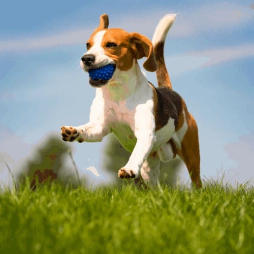 Beagle dog fun on green grass outdoors run and jump with ball towards camera. Dog background.