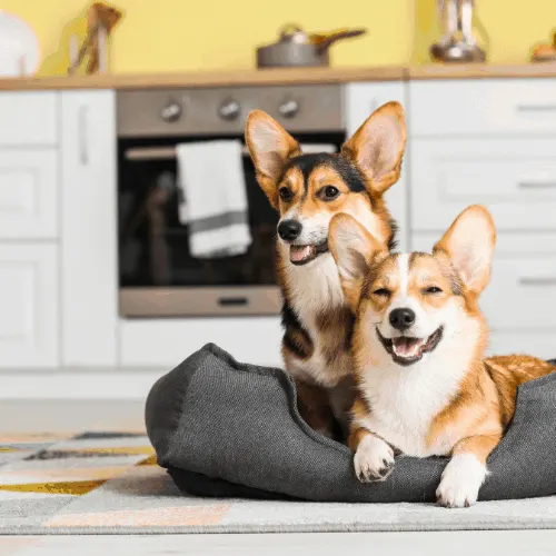 Cute Corgi Dogs with Pet Bed in Kitchen at Home.