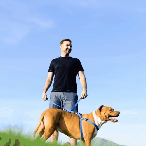 A man walking his pit bull on a sunny day at the park. Mountains and sky in the background.