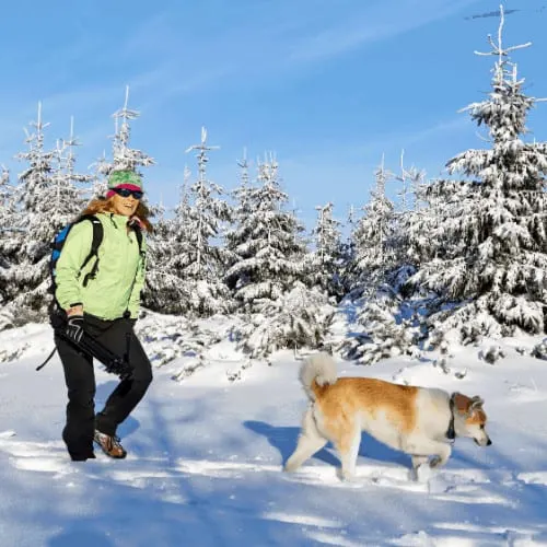 Woman hiking in winter mountains with akita dog, Poland
