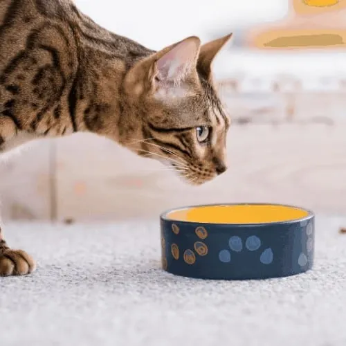 healthy pet diet. quality food and bowls. cat dinner time. beautiful bengal kitty.