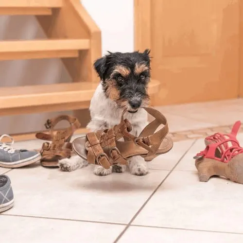 little cute obedient dog holds a shoe by clicker training - Jack Russell Terrier 2 years old