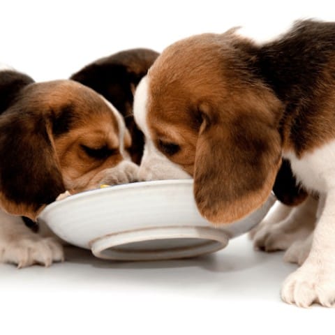 Treat Your Pup to a Healthy and Wholesome Meal