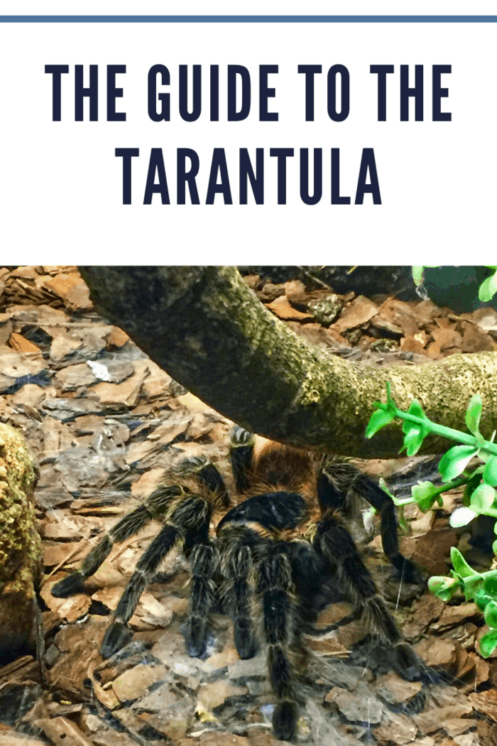 Shot of a tarantula spider