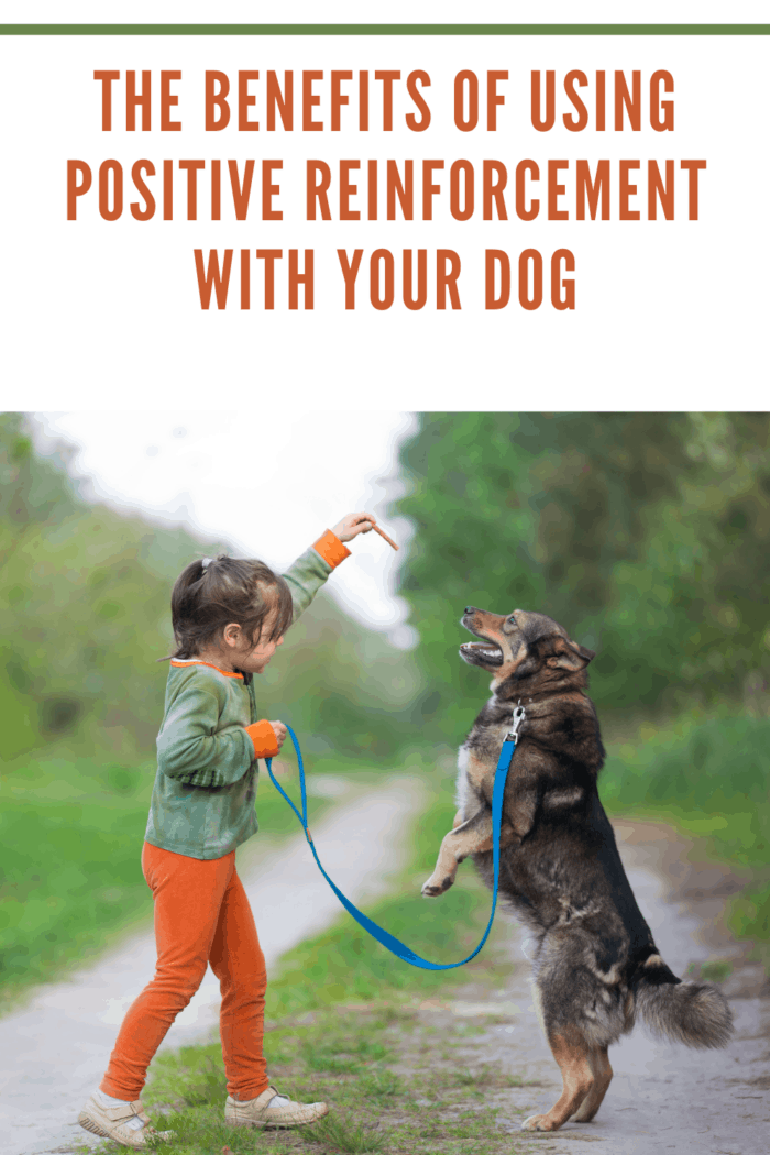 little girl training dog with positive reinforcement