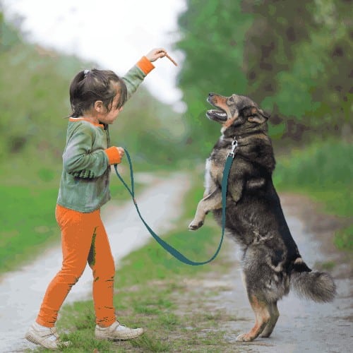 little girl training dog with positive reinforcement