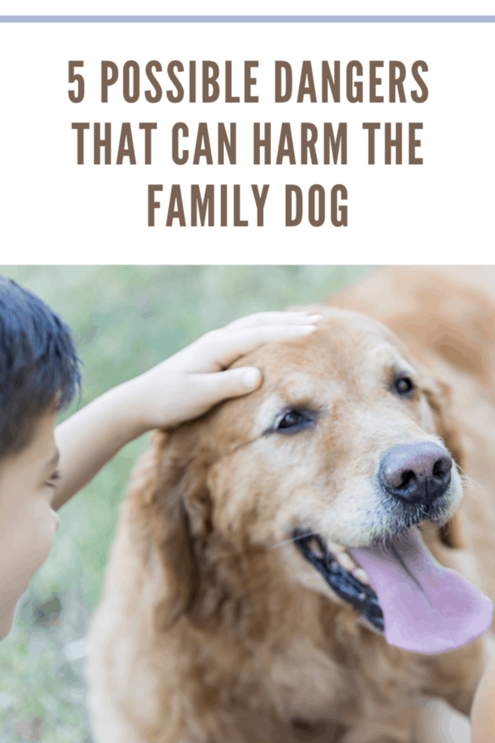 Mature retriever enjoys spending time in the park with boy and his mom.