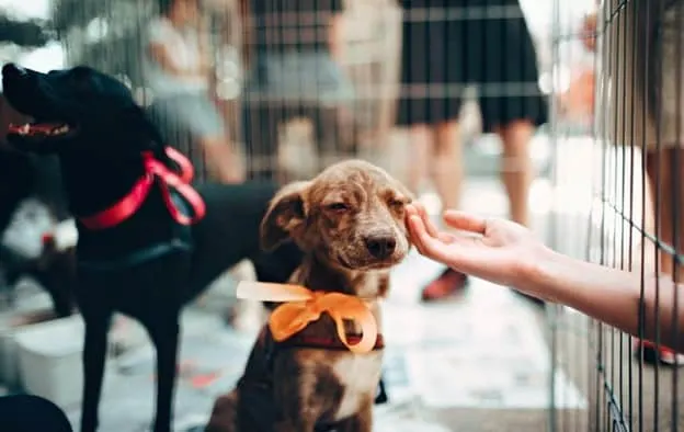 small brown dog with orange ribbon