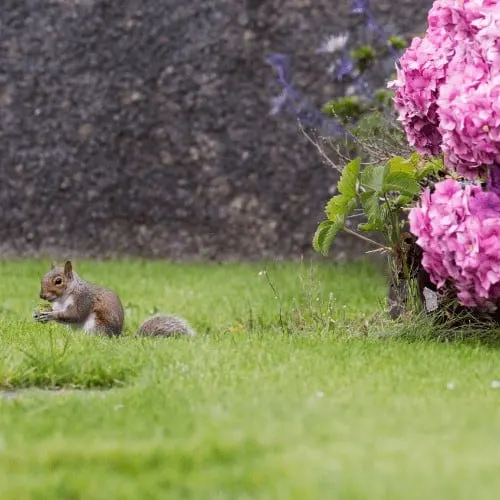 Squirrel in a domestic garden with laundry basket.