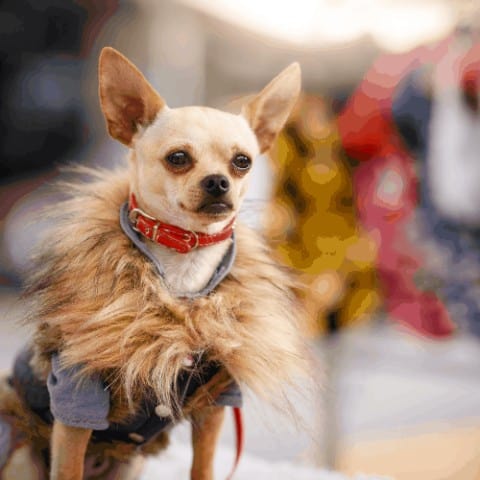How to Identify Good Designer Dog Collars