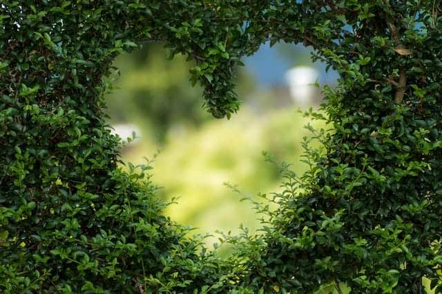 a close-up shot of a bush trimmed to create a heart shape