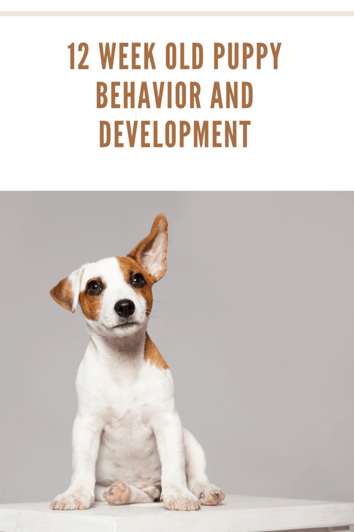 12 Week Old Puppy Behavior and Development • Mommy's