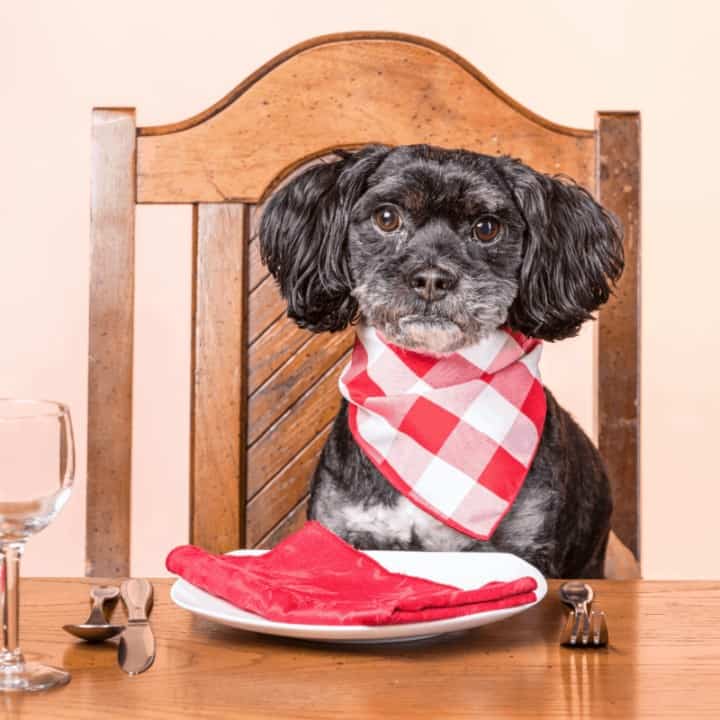 A concept image of a mixed poodle and lhasa apso sits patiently at the dinner table.