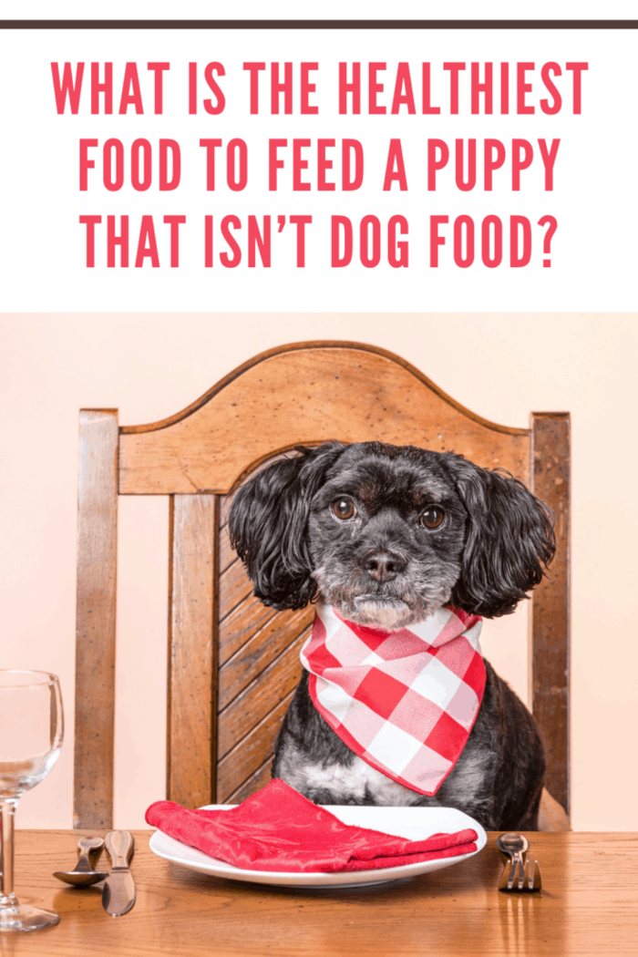 A concept image of a mixed poodle and lhasa apso sits patiently at the dinner table.