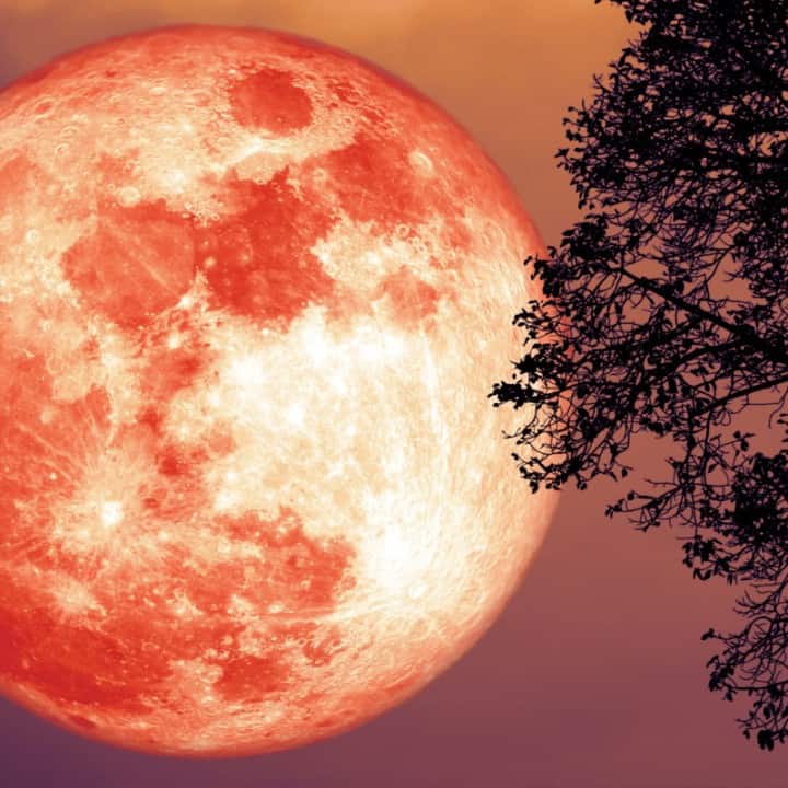 Full Strawberry Moon back silhouette trees red sky, Elements of this image furnished by NASA