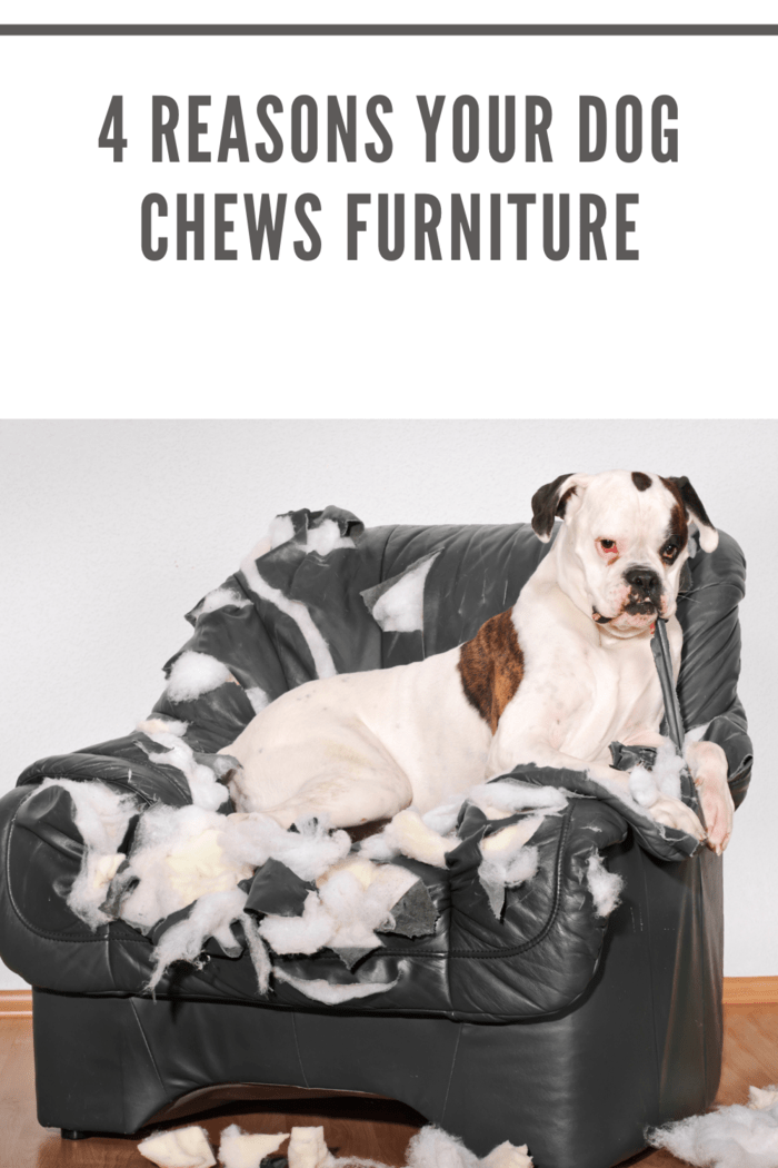 4 Reasons Your Dog Chews Furniture • Mommy's Memorandum
